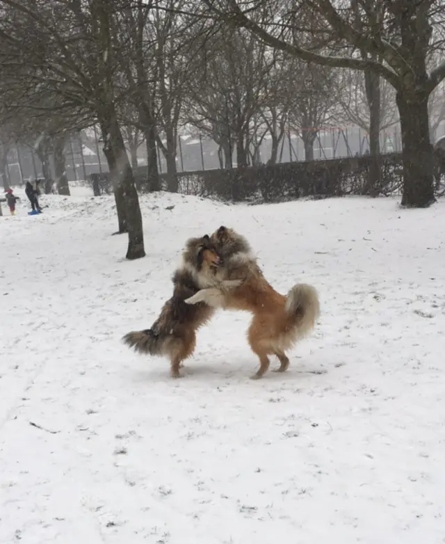 Dogs on Hampstead Heath