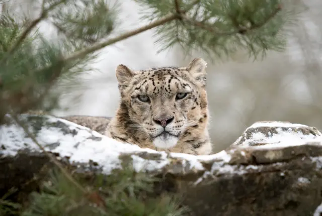 Snow leopard