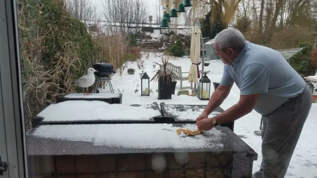 Seagull in the snow