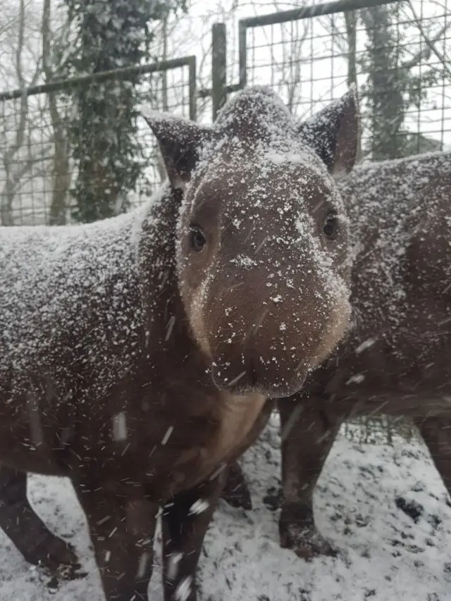 Luna the tapir at Dudley Zoo