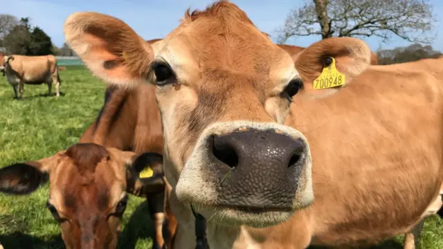 Jersey cow