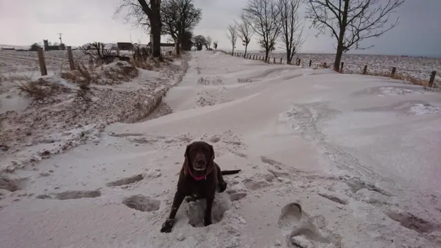 A dog in the snow