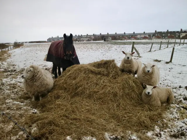 Sheep and a horse in a field in Yorkshire