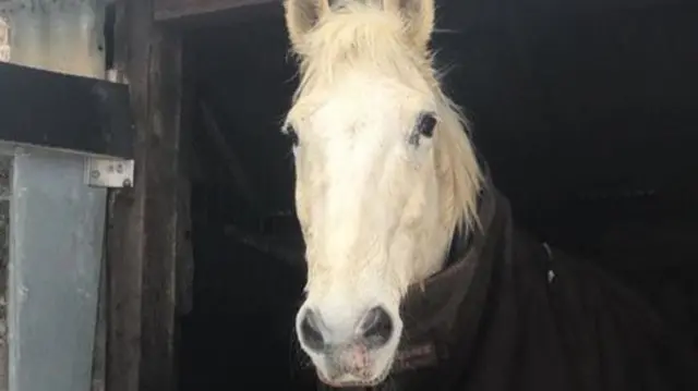 Horse found in Sherborne