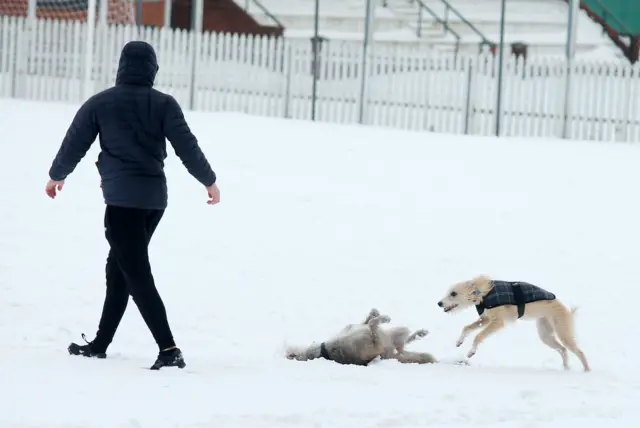 Man playing with dogs in snowy Belfast