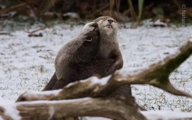 Otters