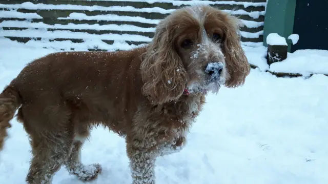 Fraser in the snow