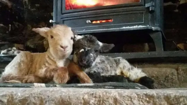 lambs in front of fire