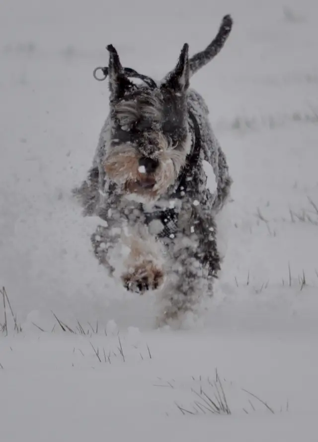 Mini schnauzer in the snow