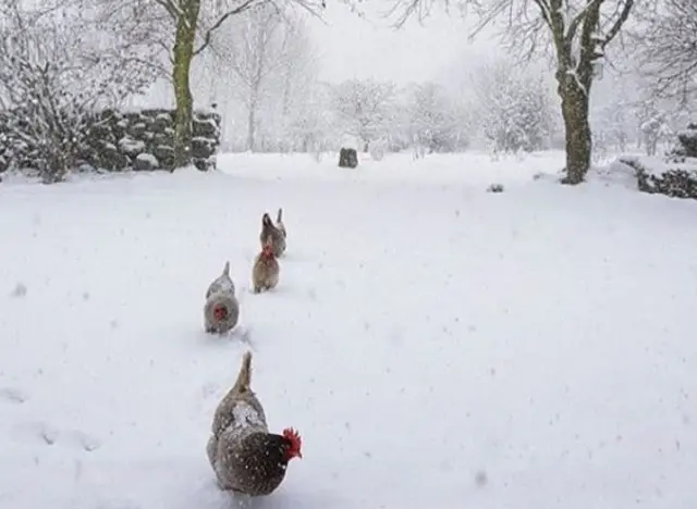 Chickens in snow