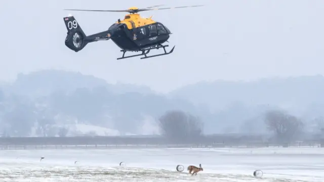 Helicopter over hare running in snow