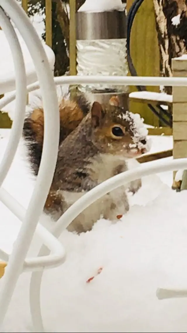 Squirrel in the snow