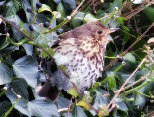 Thrush in the snow