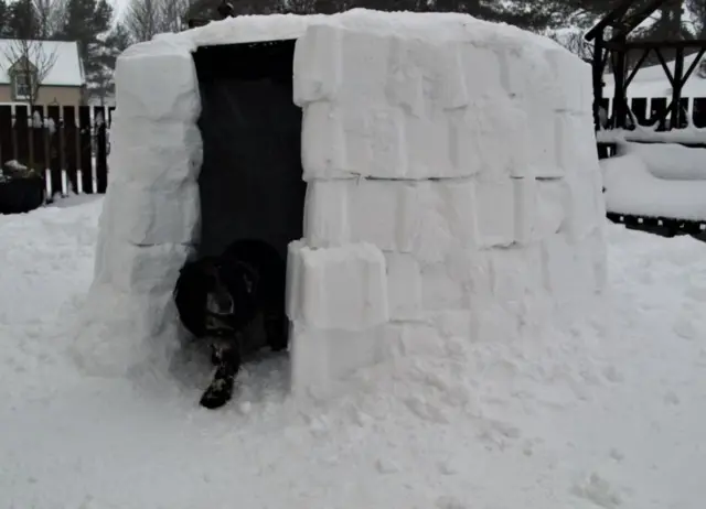 Barney and the igloo