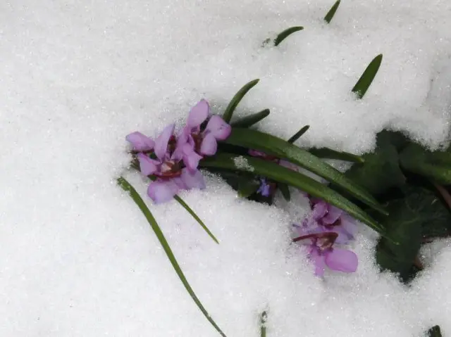 blooms in snow