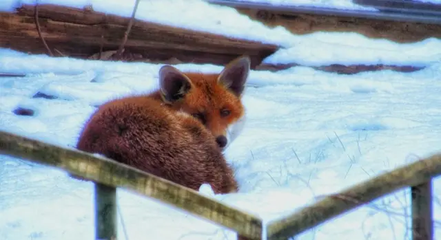 Fox in the snow