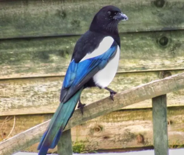 Magpie in the snow