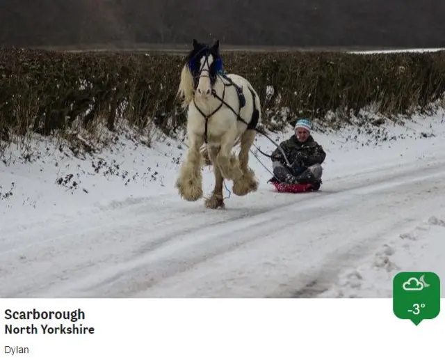 Horse pulling sleigh