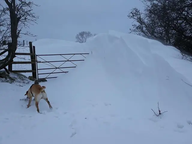 Snow drifts in Bryneglwys, near Corwen, Denbighshire