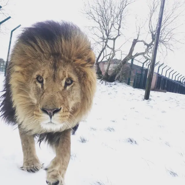 Lion in the snow