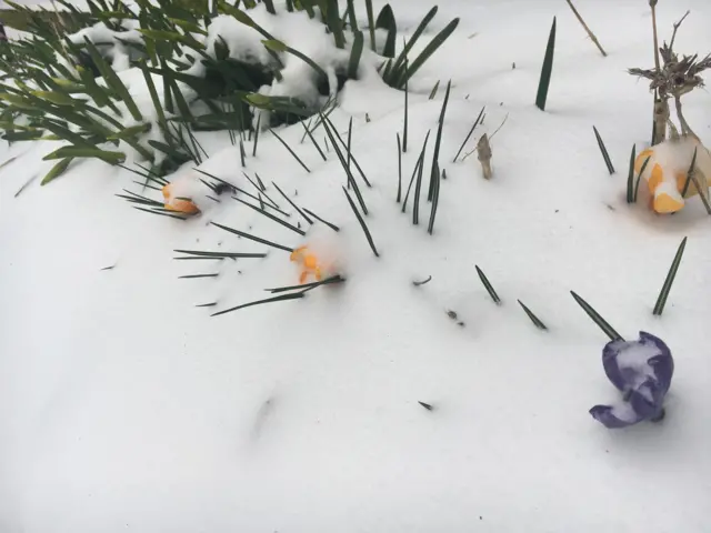 Crocus in snow