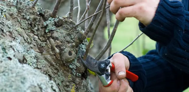 Pruning