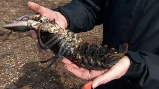 A lobster with eggs attached to its tail.