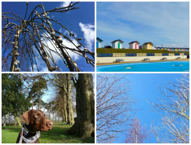 Buds on a tree, beach huts in the sunshine, a dog walking and blue skies.