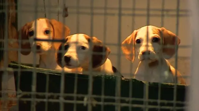 Three puppies in a cage.