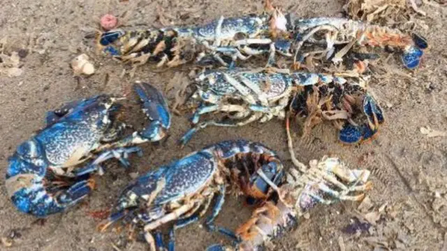 Live and dead lobsters