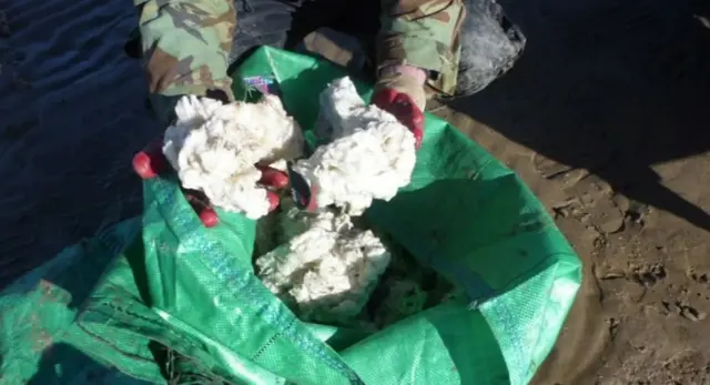 Palm oil lumps being collected from the beach  and put into a bag.