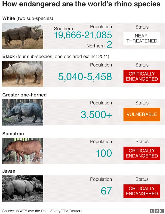 A graphic showing the world's different rhino species