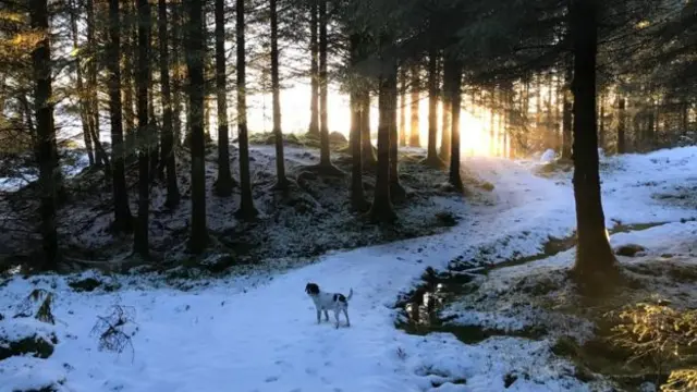 Dog in the forest