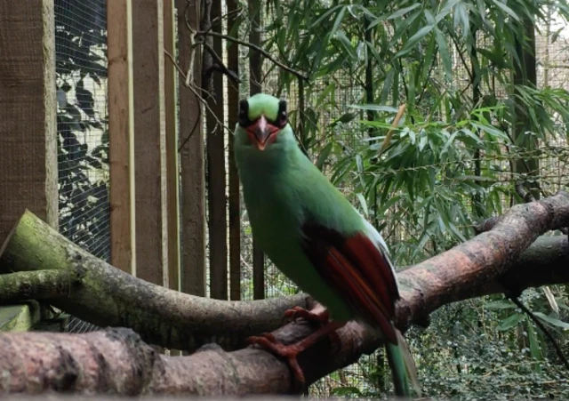 Javan green magpie chick