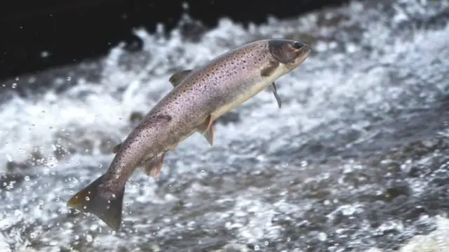 Salmon numbers in the River Awe are in "free fall", fishing groups have warned