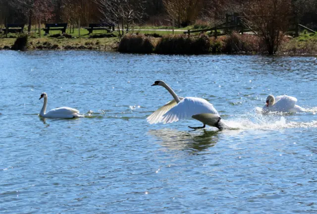 Ruddington birds