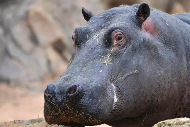 Female hippopotamus named Kiwi walks in her enclosure at the zoological park of Beauval in Saint-Aignan on March 26, 2016. T