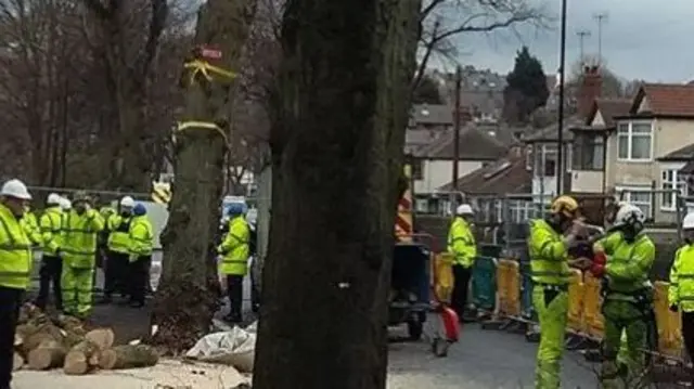 Tree felling Rivelin Valley Road