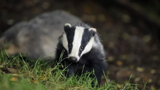 Badger