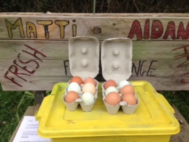 Eggs in boxes with money box