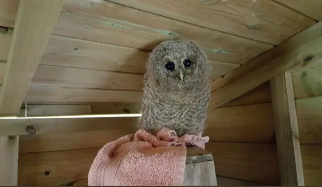 Owl