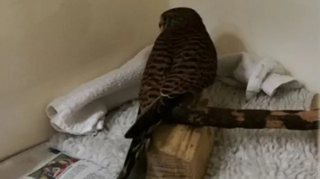 Kestrel