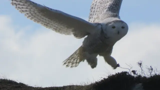 Snowy owl flying