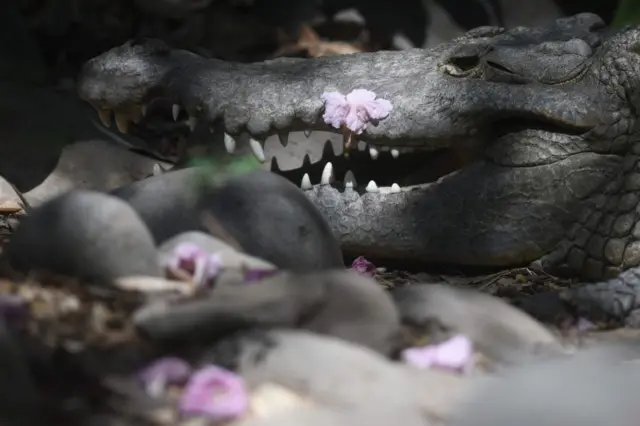 A crocodile with flowers in its mouth