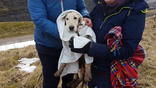 Golden retriever puppy