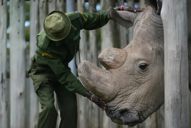 sudan the rhino