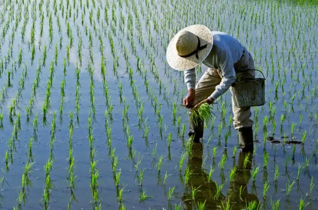 Growing rice