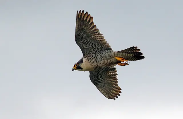 A peregrine falcon