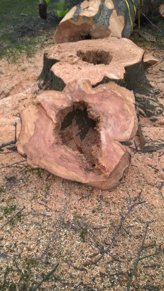 Tree stumps