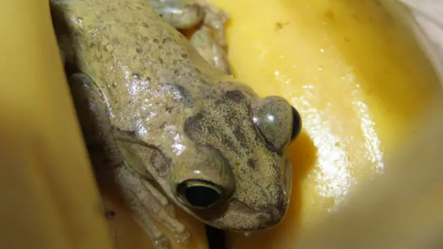 Frog on bananas